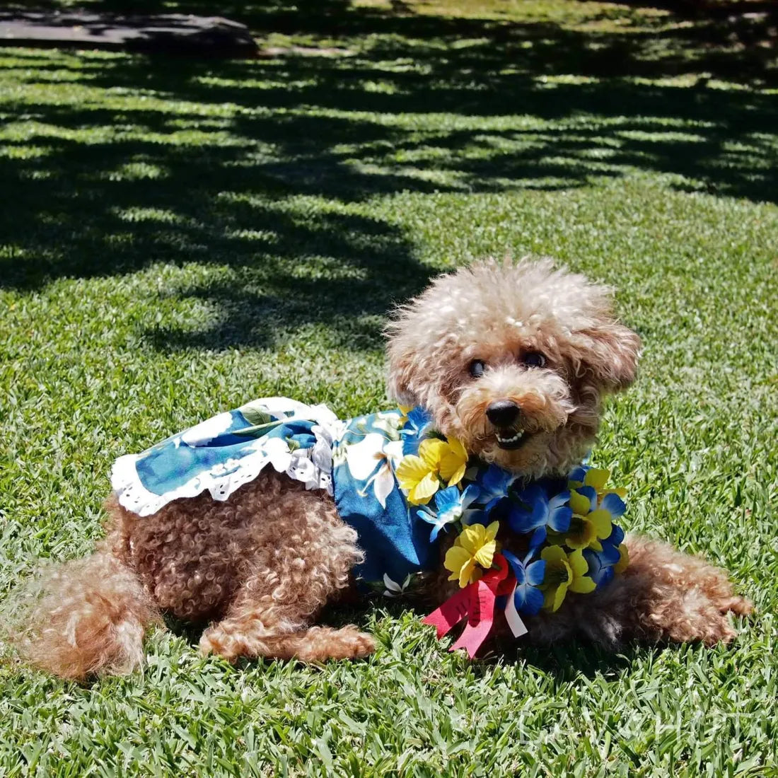Deal of the Week Ginger Blue Hawaiian Dog Dress