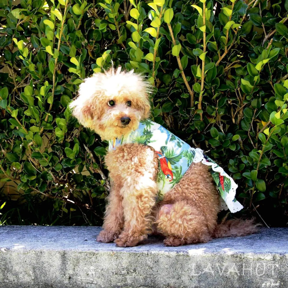 Can't Miss Parrot Blue Hawaiian Dog Dress